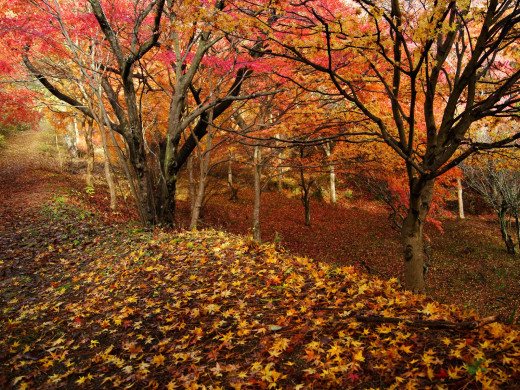 48283 (a): :1600x1200